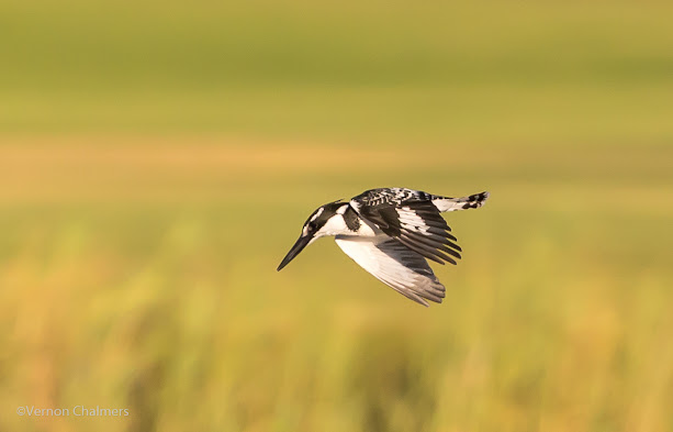 Birds in Flight Photography with Canon EOS 6D /  EF 70-300mm f/4-5.6L IS USM Lens