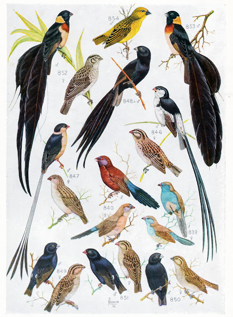 ROBERTS Birds of South Africa (1957) Plate: LV