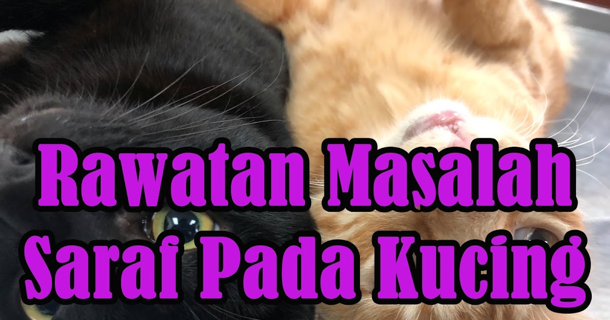 Kenapa Mata Hitam Kucing Sakit Bergerak-Gerak - Cek telinga kucing