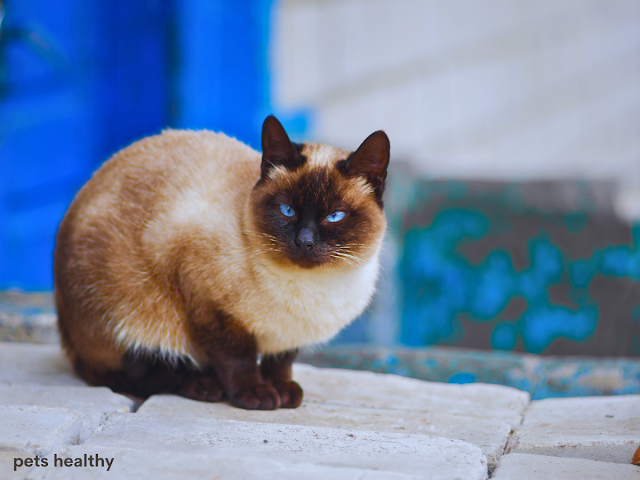 everything you should  know about siamese cats