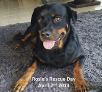 rescued Rottweiler