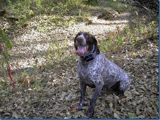 Chester in woods