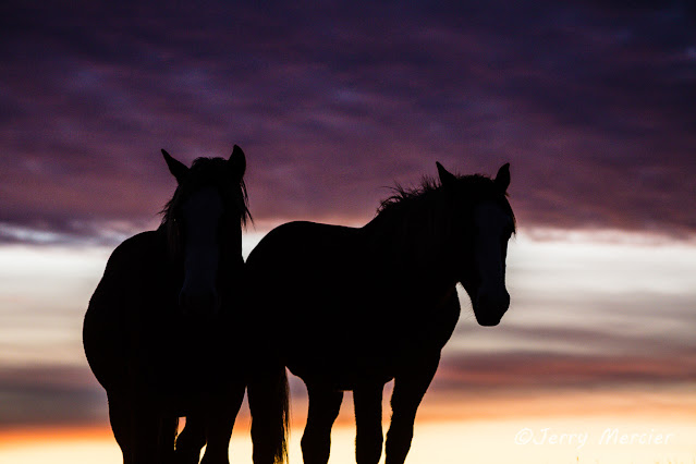 Jerry Mercier, mercier, jerry, images, photos, photography, wild horse, horse, horses, wild, feral, silhouette, wild horses, north dakota, theodore roosevelt national park, sunset, sky, silhouettes, clouds, sky