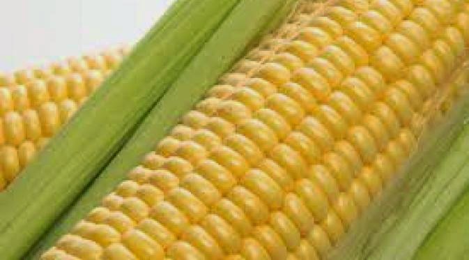 Jagung manis