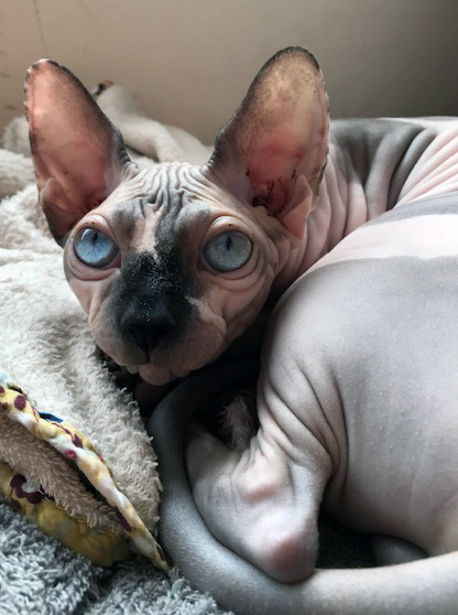 Interrogative Sphynx cat