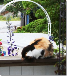 frida sover