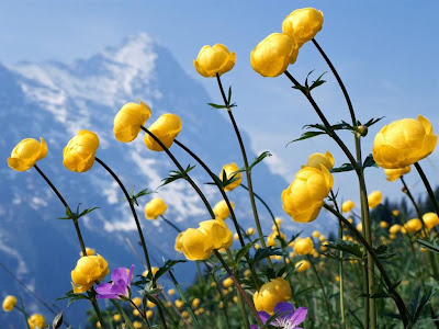 Alpine Flowers