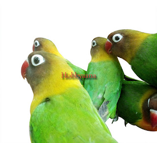 Love bird complete guide Diseases and Treatment or Breeding Tips Summer and Winter Health care