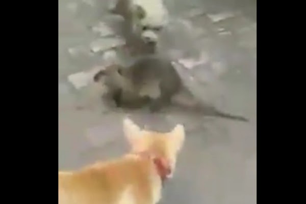 Rata gigante enfrenta a dos perros (VIDEO)