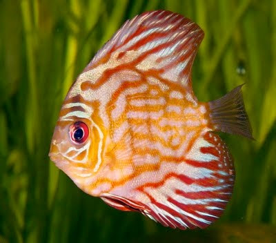  Samsara 10 Jenis Ikan Paling Cantik 