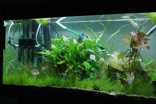 Water Flow in Freshwater Aquarium Plants