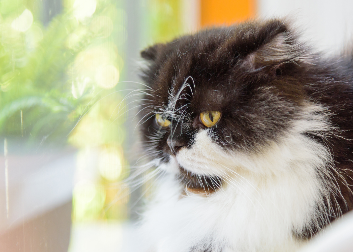 long haired munchkin cat