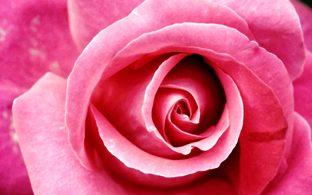 Pink Rose Wallpapers