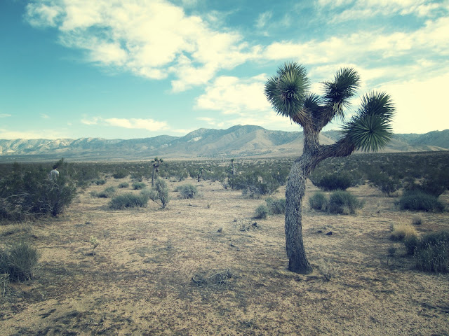 Joshua Tree in the Mojave Desert