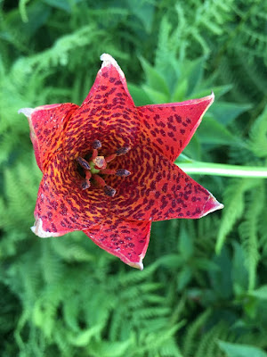 Лилия Грея (Lilium grayi)