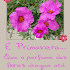 Mensagem De Primavera