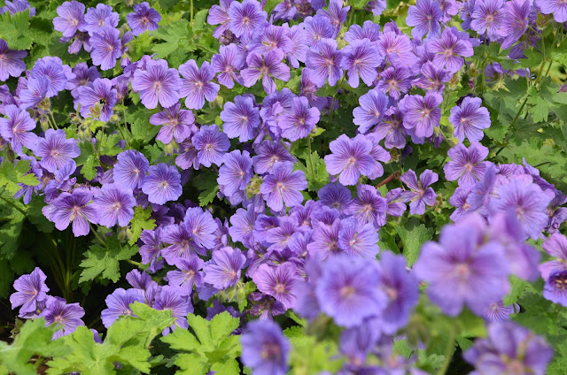 Geranium pratense 'Johnson's Blue' in full bloom