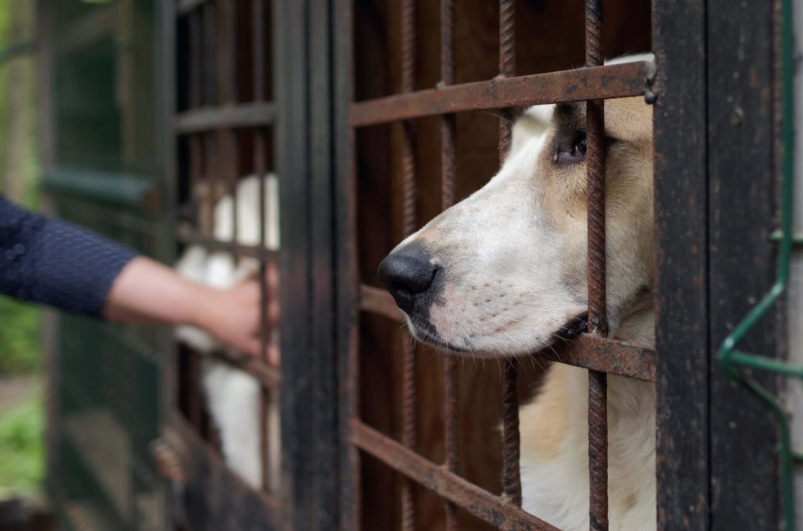 South Korean Court Finally Rules That Killing Dogs For Meat Is Illegal