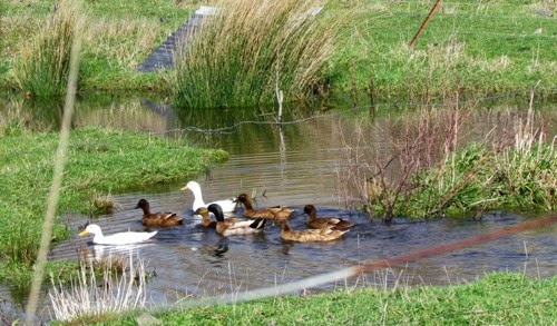 duck2