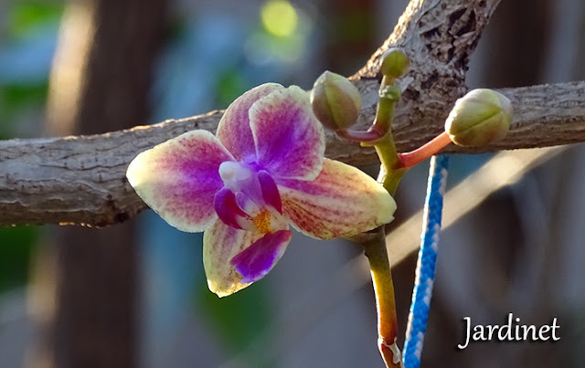 Mini orquídea phalaenopsis no coco