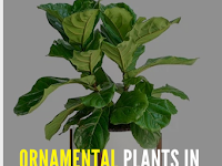 Simple Way to Take Care of Ornamental Plants in The House And Video How To Care For Indoor Plants