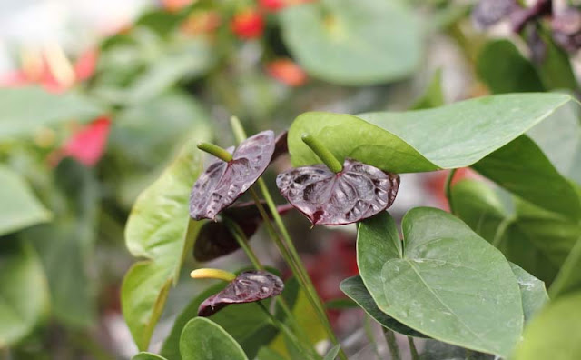 Anthurium Flowers Pictures