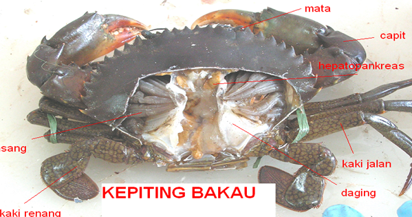 ANATOMI DAN MORFOLOGI KEPITING PENYULUH PERIKANAN