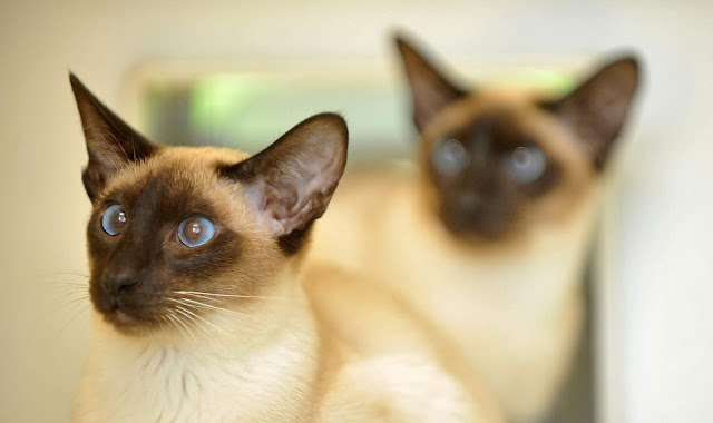 Siamese cat