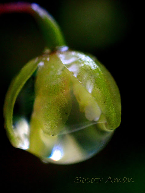 Ephippianthus schmidtii