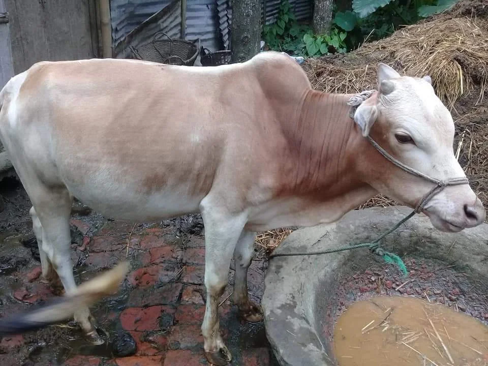 কোরবানীর গরুর ছবি, পিক| দেশি গরুর ছবি -ছোট, বড়,লাল কালো গরুর ছবি |গরুর ছবি ডাউনলোড