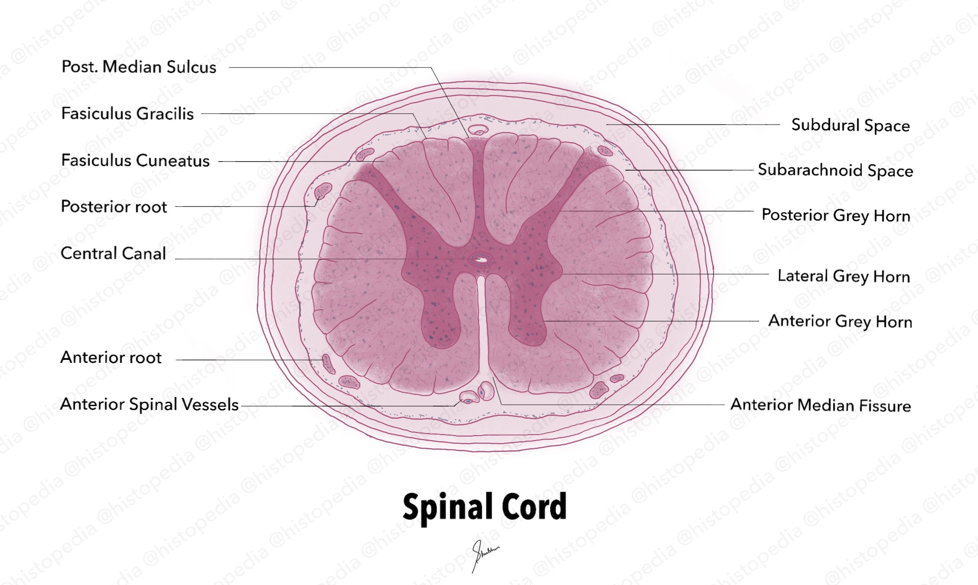 Histological diagram of Spinal Cord