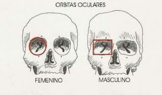 Métodos de identificación del sexo en antropología forense