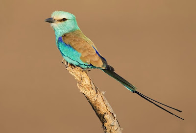 Carraca abisinia Coracias abyssinicus