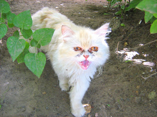 Ugly White Cat