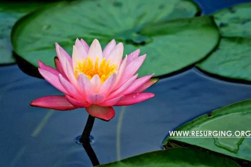 The Lotus is India's national flower