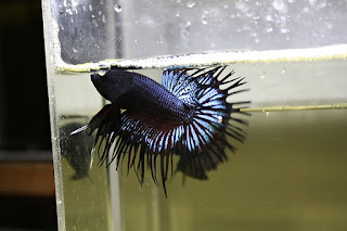 Benny Bettas - Betta Crowntail Black