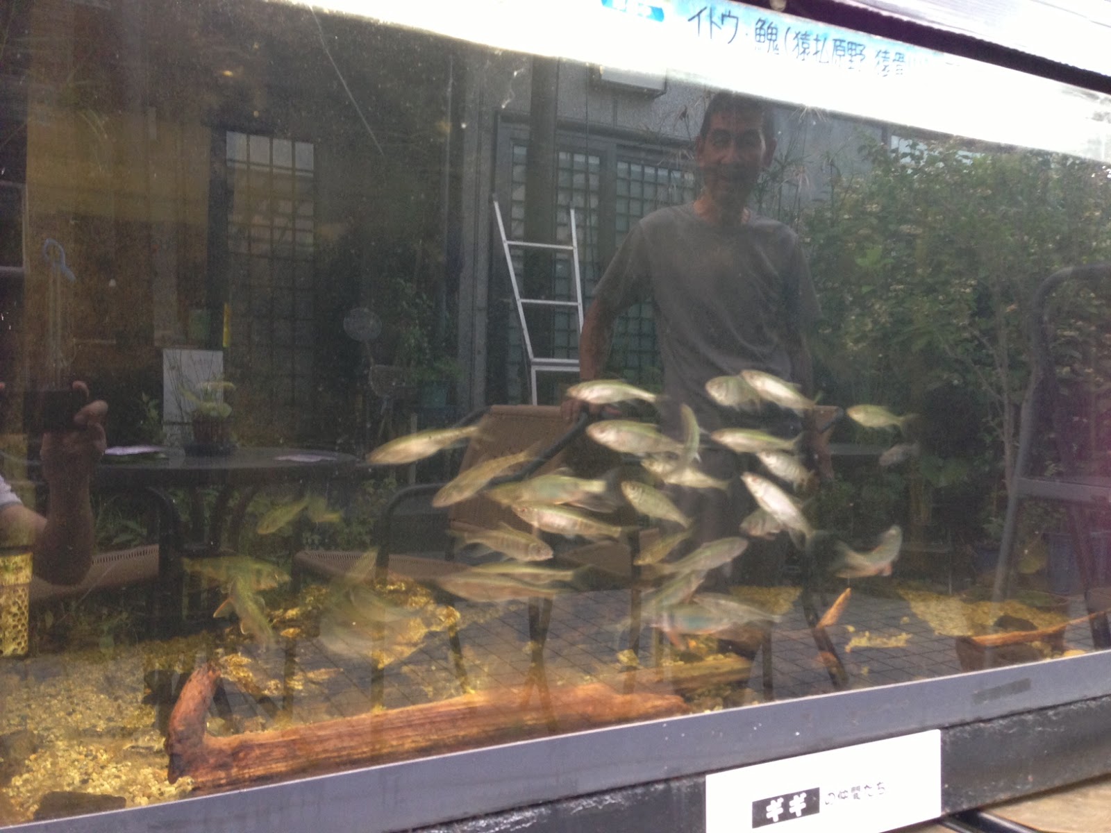 雑魚寝館ブログ 7月12日 オイカワ 雑魚寝館ブログ 7月12日 オイカワ