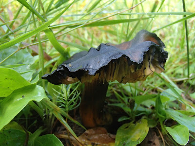 Wilgotnica czerniejąca Hygrocybe nigrescens