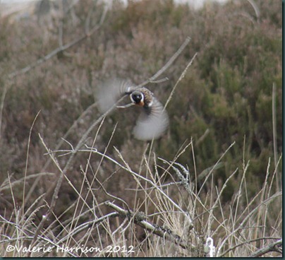38-stonechat