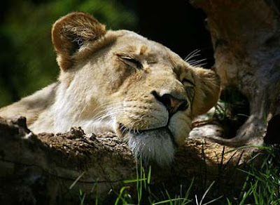 Sleeping animals photo