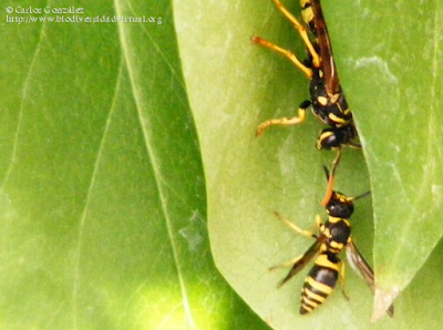 http://www.biodiversidadvirtual.org/insectarium/Ancistrocerus-gazella-%28Panzer-1798%29-Polistes-dominula-img390971.html