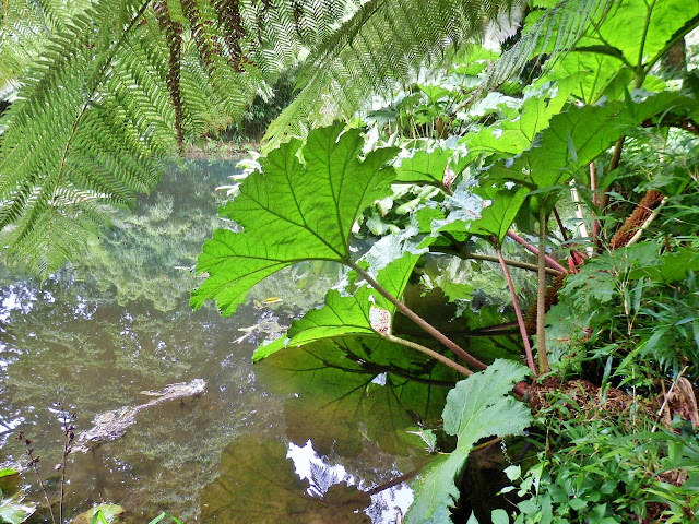 Ferns at Lost Gardens of Heligan