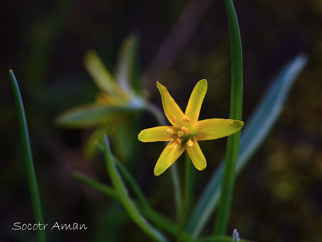 Gagea lutea