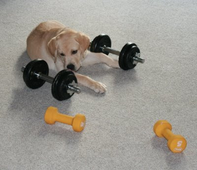 Labrador puppy training