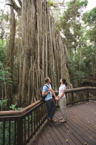 "Curtain-Fig" Tree at Cairns, Australia