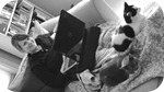 Blogging Jill