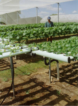 Hydroponic farm +...