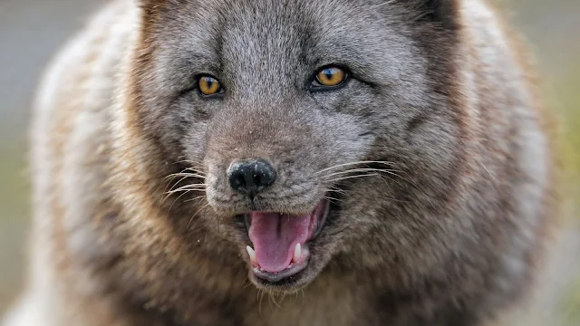 Wallpaper Arctic Fox, Predator, Animal
