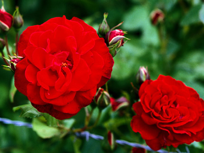  Gambar  Bunga Anyelir Merah Gambar  Bunga