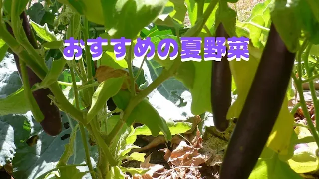 【2019年】夏野菜を収穫！家庭菜園に向いているおすすめ野菜はコレだ！